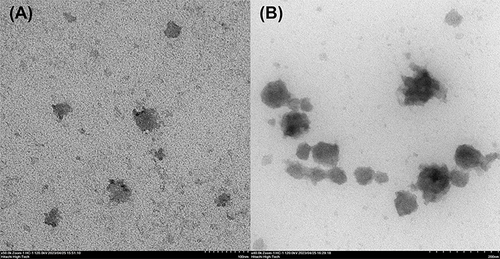 Figure 9 Transmission electron micrographs of nanoemulsion containing G. bimaculatus oil formulations F1 operating at 50k (A) and 40k (B) magnification.