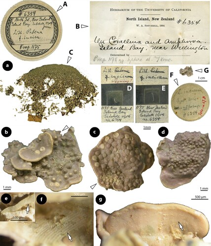 Figure 5. Perithallis incisa gen. & comb. nov. Original material in TRH (B17-2551, B17-2552, B17-2553); a, the lectotype collection (B17-2551) that includes materials in a box (A) holding a Setchell label (B), remains of the collection in small fragments (C), two Foslie slides (n°1175; D, E), and a smaller box (F) that includes the here selected lectotype specimen (G); b, the here selected lectotype, a conglomerate including two thalli with multiporate conceptacles (top) and gametangial thalli underneath, mostly carposporophytes (arrowhead); c, thalli with multiporate and a few uniporate (male; arrowhead) conceptacles (syntype B17-2552); d, thallus belonging to a different species provided with smaller carpogonial-carposporangial conceptacles (syntype B17-2553); e, side view of a broken unattached thallus of the lectotype showing coaxial hypothallial growth; f, view of the underside of a carposporangial thallus, showing zonate texture (lectotype); g, view of the underside of a male thallus, showing smooth texture (lectotype).