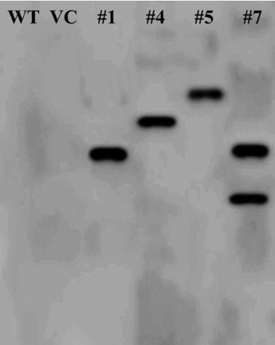 Figure 7. Southern blot analysis of the transgenic plants to detect the copy number of integrated GmSnRK1 gene.