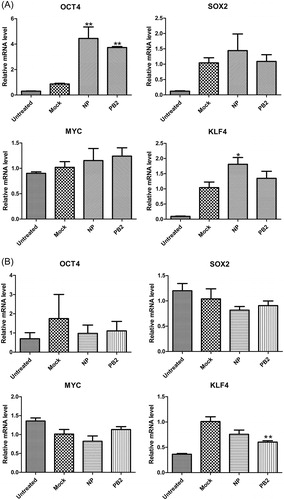 Figure 4. Effects of influenza virus proteins NP and PB2 on the gene expression of Yamanaka factors in A549 cells (A) and HEK293T cells (B). Quantitative data (mean ± SEM) from at least three independent experiments were normalized to β-actin. *p < 0.05; **p < 0.01. The mock group was inoculated with sterile allantoic fluid.