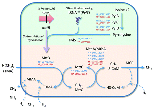 Figure 2. Metabolic pathway of TMA conversion deduced from genomic data from species of the 7th order of methanogens. The pathway of TMA conversion involves a trimethylamine:corrinoid methyltransferase (MttB) which contains a pyrrolysine, an unusual amino-acid. The synthesis of this amino-acid and its transfer on a tRNAPyl to form a pyrrolysyl-tRNAPyl, and its insertion during the translation of mttB are presented in the green part. The pathway of trimethylamine (TMA) conversion, involving the pyrrolysine containing MttB, is presented in the orange part. Steps in the pathway between named compounds are indicated by blue arrows. The purple arrow indicates the transcription and translation of mttB. The dotted arrows indicate steps that are not detailed for the clarity of the scheme. Recognized enzyme names (see KEGG map 00680) are provided, flanked by the corresponding protein accession numbers in the “Ca. M. alvus” (blue) and “Ca. M. intestinalis” (red) genomes. Only accession numbers of enzymes specifically involved in the depletion of TMA are presented, some being shared with dimethylamine (DMA) and monomethylamine (MMA) depletion (not shown here).