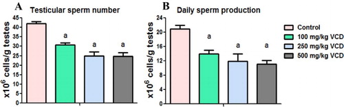 Figure 5. Testicular sperm number and daily sperm production in experimental rats following 28 consecutive days of VCD treatment in rats. Each bar represents mean ± SD of 10 rats. aP < 0.05 versus Control.