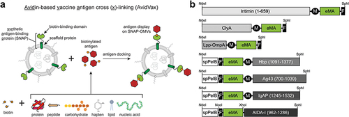 Figure 16 Schematic diagram of the modular nanovaccine based on rapidly self-assembling OMVs. (a) Schematic of Avidin-based vaccine antigen crosslinking (AvidVax) technology. (b) Genetic architecture of synthetic antigen-binding protein (SNAP) constructs tested.