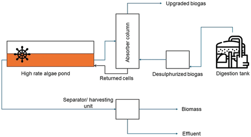 Figure 3. Integration process phycoremediation of POME and biogas upgrading using microalgae. Picture caption high rate of algae pond is the phycoremediation process of POME by microalgae.