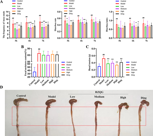 Figure 3 RZQG reduced the severity of senna-induced diarrhea in mice. (A) The effect of RZQG on the frequency of loose stools, diarrhea rate, diarrhea index (the control mice exhibited no diarrheal symptoms, and the above three indicators were recorded as 0.0±0.0), n = 10; (B) The effect of RZQG on fecal moisture content, n = 10; (C) The basal tension of each group, n = 6; (D) The proximal colon was dissected to observe morphologic changes, the red box shows the degree of swelling on the proximal colon of mice in each group. Compared with the control group, ## P < 0.01. Compared with the model group, * P < 0.05, ** P < 0.01.