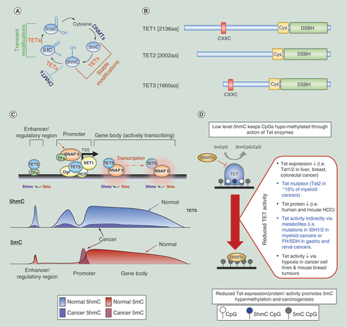 Figure 1.  Active DNA demethylation and 5-hydroxymethylcytosine patterns in normal and cancer cells. (A) Overview of the DNA methylation/active demethylation cycle. (B) Schematic of the structures of the human TET enzymes. CXXC: domain which can bind directly to unmodified CpG dinucleotides, Cys: cysteine-rich domain, DSBH: double-stranded β-helix domain including binding sites for Fe(II) and 2-OG cofactors. (C) Activation of gene expression can occur through the active demethylation of regions around the transcription start sites (loss of 5mC through a 5hmC intermediate) with elevated promoter proximal and genic 5hmC levels allowing the binding and elongation of the RNAP-II complex, probably in concert with histone modification changes (not shown). Conversion of 5mC into 5hmC (and further derivatives) is mediated by the TET proteins (blue). TET proteins have been shown to interact with OGT as well as HCF1, component of the H3K4 methyltransferase SET1/COMPASS complex, resulting in altered chromatin environments (OGT, HCF1&SET1 complex = Yellow). Thymine DNA glycosylase, TDG, (not shown) is proposed to complete this promoter specific demethylation through base excision repair while regions lacking TDG lead to the accumulation of 5hmC (such as gene bodies and enhancers), perhaps by tracking the RNA Pol II complex in the case of gene bodies. Typical 5hmC (blue) and 5mC (red) profiles at an actively transcribing gene are shown below with patterns observed in cancer shown as an overlay. (D) Review of methods by which Tet enzyme levels or activity may be altered and how these may be related to perturbed epigenetic landscapes in cancer.5hmC: 5-hydroxymethylcytosine; HCF1: Host Cell Factor 1; OGT: O-GlcNAc transferase.