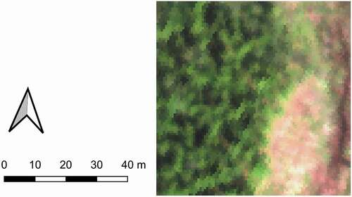 Figure A1. One of the additional test regions, which were used to test the hypothesis. Mean crown diameter for the forested area was 3.6 m.