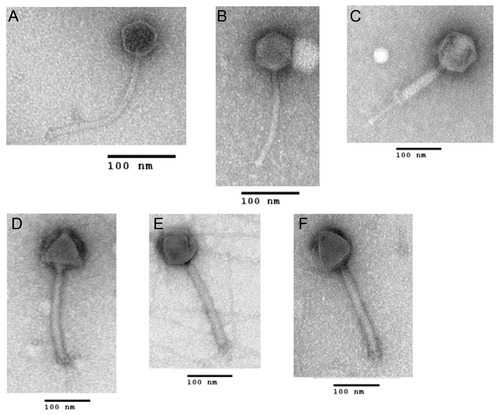 Figure 1. Electron micrographs of bacteriophages used in this study and viewed at 150,000x magnification: (A) Giraffe, (B) Gamma, (C) BA21, (D) BA28, (E) BA39 and (F) BA51.