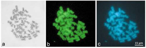 Figure 10. Metaphase plate of H. straminea from Ruvo del Monte sequentially stained with C-banding+Giemsa (a), CMA (b) and Dapi (c) (Photo by G. Odierna)