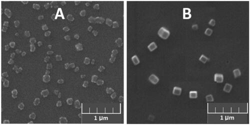 Figure 6. SEM image of (A) 1b/RNA complexes and (B) 1b/DNA complexes at a concentration of 20 μM (DNA or RNA: 9 μg/mL).