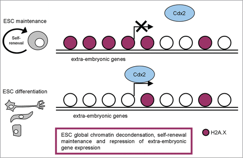 Figure 2. A schematic representation of H2A.X distribution in pluripotent and differentiated cells, with the most relevant functions described.