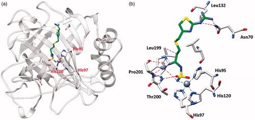 Figure 1. hCA I adduct of famotidine (FAM). (a) Overall structure. (b) Active site details, with the Zn(II) ion (gray sphere), its three His ligands and the inhibitor in green.