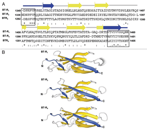 Figure 6 Predicted secondary structure and three-dimensional models of EC modules containing the TBRs for moth, mosquito and beetle. (A) Multiple sequence alignments and secondary structure prediction of the amino acid residues spanning the TBRs of BT-R1 (residues 1349–1460), BT-R3 (residues 1339–1451) and BT-R4 (residues 1292–1405). The structures were generated using the PfamCitation181 and SASCitation182 databases. The two black boxes contain the conserved residues in the upstream and downstream regions of the Cry toxin-binding motifs. The designations beneath the alignments are as described in the legend to Fig. 4. (B) Three-dimensional models of the TBRs of BT-R1, BT-R3 and BT-R4 generated from crystal structures of homologous cadherin domains from a mouse E-cadherin (PDB code ledh), a mouse N-cadherin (PDB code 1ncj), and a frog C-cadherin (PDB code 1l3w). The three TBRs were templated onto the superimposed crystal structures by sequence alignment using the DeepView (Swiss-PdbViewer) computer program.Citation183 The alignment was guided by secondary structure prediction by the JPred 3 serverCitation184 to match predicted β-strands in the receptor sequences to β-strands in the cadherin crystal structures. The templated models were then refined on the SWISS-MODEL protein modeling server.Citation173 Golden arrows and gray lines highlight predicted β-strands and loops, respectively. Blue arrows and blue lines represent sequences that flank the TBRs and are required for binding.