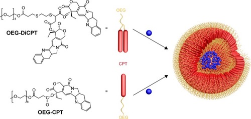 Figure 5 Amphiphilic CPT–polymer conjugates (OEG-CPT and OEG-DiCPT) and their self-assembly into nanocapsules to load other hydrophilic drug.Note: OEG-DiCPT means two CPT molecules were conjugated to one OEG molecule.Abbreviations: CPT, camptothecin; OEG, oligoethylene glycol.