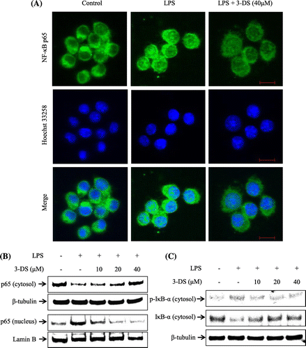Fig. 5. 3-DS inhibits LPS-induced nuclear translocation of NF-κB p65 and degradation of IκB-α in RAW264.7 macrophages.Notes: (A) RAW264.7 cells were pretreated with 40 μM of 3-DS for 1.5 h and then incubated for 20 min with LPS (1 μg/mL). Translocation of p65 was determined using a NF-κB p65 antibody and an Alexa Fluor 488-conjugated anti-rabbit IgG antibody. Nuclei were counterstained by Hoechst 33258. Scale bar = 10 μm. (B and C) RAW264.7 cells were pretreated with 3-DS (10, 20, and 40 μM) for 1.5 h and then incubated for 20 min with LPS (1 μg/mL). The nuclear and cytosolic proteins were prepared, and then the p65 nuclear translocation and IκB-α degradation levels were determined by western blotting.