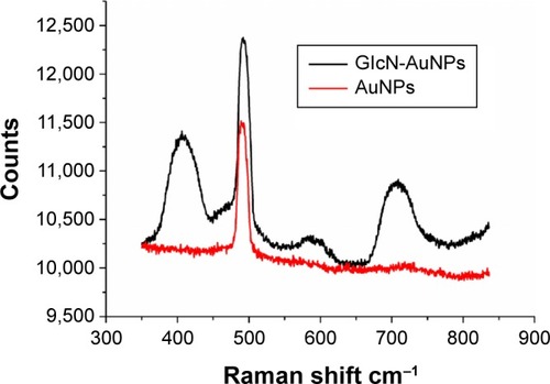 Figure 2 Raman spectra for AuNPs and GlcN-AuNPs.Abbreviations: AuNPs, gold nanoparticles; GlcN-AuNPs, glucosamine-functionalized gold nanoparticles.