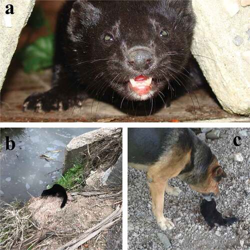 Figure 2. Feral American mink records in Melilla, Montevideo Department, Uruguay (a). Most records were from anthropogenic areas, such as roads or bridges (b), or houses, commonly detected by domestic dogs (c).