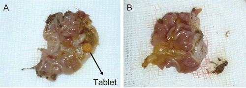 Figure 5.  The appearance of chitosan-TBA tablet in the rat stomach at the end of 5 h (a), and the appearance of disintegrated Chitosan-TBA tablet in the rat stomach at the end of 6 h (B).