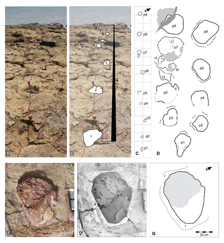 FIGURE 55. Broome indeterminate dinosaurian morphotype A, from the Yanijarri–Lurujarri section of the Dampier Peninsula, Western Australia. Field photographs of trackway UQL-DP1-2, viewed from the south: A, photograph (painted cubes in A are placed at the cranial end of each track); and B, photograph overlain with positional traces of sequential tracks (not to scale). C, map of trackway UQL-DP1-2 on a 1 m grid. D, enlarged schematic outlines of individual pedal impressions, UQL-DP1-2(?lp3[p6]), preserved in situ as E, photograph; F, ambient occlusion image; and G, schematic interpretation. Abbreviations: c, internal crease/ridge; d, possible digital impression; h, heel region; r, rim; sf, sediment infill; t1–2, extraneous tracks, discussed in the text. See Figure 19 for legend.