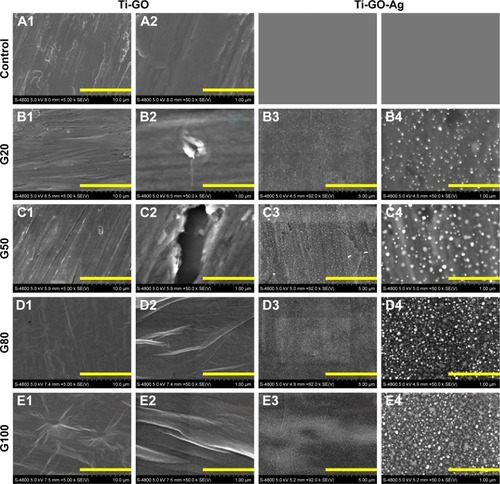Figure 2 Microstructural characterization of GO/GO-Ag coatings.Notes: (A1/A2, B1/B2, C1/C2, D1/D2, E1/E2) SEM images of GO coatings of C, G20, G50, G80, G100. (B3/B4, C3/C4, D3/D4, E3/E4) SEM images of GO-Ag coatings of G20, G50, G80, G100. The 20, 50, 80 and 100 µg/mL are designated as G20, G50, G80, and G100, respectively.Abbreviations: Ag, silver; GO, graphene oxide; SEM, scanning electron microscopy; C, control.