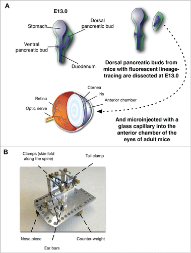 Figure 1. (A) Diagram of the experimental procedure allowing the implantation of the developing pancreatic rudiments in the AC of the eye at E13.0. (B) Contraption allowing the stabilization of the mouse.