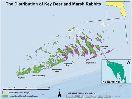 Figure 1. The islands and complexes within the Florida Key deer range and the Lower Keys marsh rabbits range. Key deer inhabit 20–25 islands within the boundaries of National Key Deer Refuge (Lopez et al. Citation2004) and the majority are found throughout 11 islands and complexes in the Lower Florida Keys from Sugarloaf Key (west) to Big Pine Key (east; Harveson et al. Citation2006). About 75% of the total Key deer herd reside on Big Pine (2,548 ha) and No Name (461 ha) Keys (Lopez et al. Citation2004). Marsh rabbits occupy only a few of the larger islands in the Lower Florida Keys, including Boca Chica, Saddlebunch, Sugarloaf, Little Pine, and Big Pine Keys; and smaller islands surrounding those larger islands (United States Fish and Wildlife Service [USFWS] Citation2019). The inset map, marked as A, indicates the location of the study area