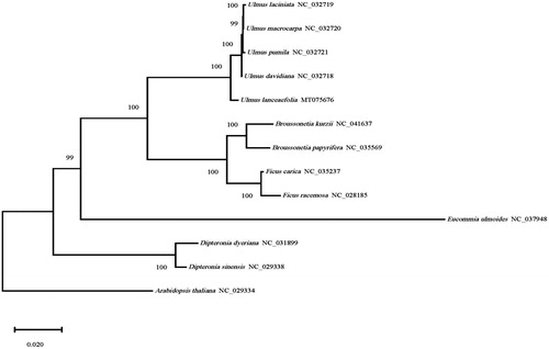 Figure 1. Maximum likelihood phylogenetic tree based on 13 chloroplast genome sequences.