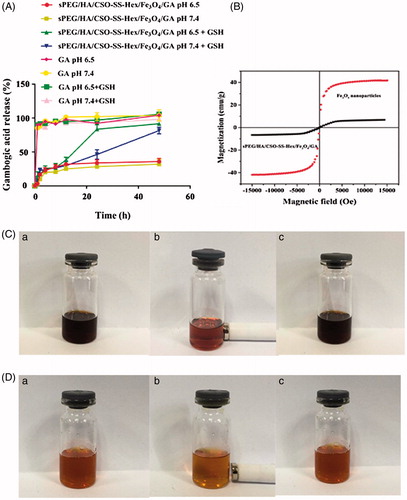Figure 2. In vitro GA release and magnetic properties of sPEG/HA/CSO-SS-Hex/Fe3O4/GA micelles. (A) In vitro release profiles of GA from sPEG/HA/CSO-SS-Hex/Fe3O4/GA micelles under different simulated conditions at 37 °C (The error bars in the graph represent standard deviation (n = 3)). (B) Hysteresis loops of Fe3O4 nanoparticles and sPEG/HA/CSO-SS-Hex/Fe3O4/GA micelles solution. (C and D) refer to the Fe3O4 nanoparticles chloroform solution and sPEG/HA/CSO-SS-Hex/Fe3O4/GA micelles water solution of (a) before, (b) after imposing an external magnetic field and (c) removal of magnetic fields.