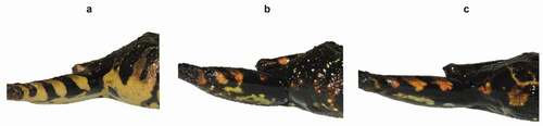 Figure 6. Coloration in life of Pristimantis ledzeppelin sp. nov. Groin. (a) ZSFQ 1872, SVL = 36.1 mm, holotype, adult female; (b) ZSFQ 1878, SVL = 24.6 mm, paratype, adult male; (c) ZSFQ 1877, SVL = 23.8 mm, paratype, adult male. Photographs by David Brito-Zapata