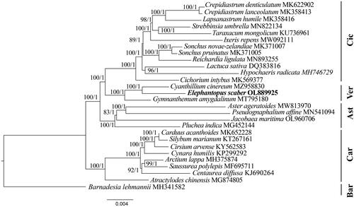 Figure 3. Phylogenetic tree of E. scaber and 27 related species in Asteraceae inferred from 80 protein-coding regions of chloroplast genomes using Maximum likelihood and Bayesian Inference methods. Note: The best substitution model was TVM + I + G (Akaike information criteria). The numbers indicate the bootstrap values and posterior probabilities. The scale bar means the expected number of nucleotide substitutions per site. The chloroplast genome of Barnadesia lehmannii was used as an outgroup. Ast: Asteroideae; Bar: Barnadesioideae; Car: Carduoideae; Cic: Cichorioideae; Ver: Vernonioideae. The following sequences were used: Crepidiastrum denticulatum MK622902 (Do et al. Citation2019), Crepidiastrum lanceolatum MK358413 (Kim et al., Citation2019), lapsanastrum humile MK358416, Strebbinsia umbrella MN822134 (Lv et al. Citation2020), taraxacum mongolicum KU736961 (Kim et al. Citation2016), ixeris repens MW092111 (Lee et al. Citation2021), Sonchus novae-zelandiae MK371007, Sonchus pruinatus MK371005, Reichardia ligulata MN893255 (Cho et al. Citation2020), Lactuca sativa DQ383816 (Timme et al. Citation2007), Hypochaeris radicata MH746729, cichorium intybus MK569377 (Yang et al. Citation2019), Cyanthillium cinereum MZ958830 (Siu et al. Citation2022), Gymnanthemum amygdalinum MT795180 (Zhou et al. Citation2021), Aster ageratoides MW813970 (Feng et al. Citation2021), Pseudognaphalium affine MN541094 (Xie et al., Citation2021), Jacobaea maritima OL960706 (Zhang and Gong, Citation2023), Pluchea indica MG452144 (Zhang et al. Citation2017), Carduus acanthoides MK652228 (Jung et al. Citation2021), Silybum marianum KT267161 (Shim et al. Citation2020), Cirsium arvense KY562583 (Dann et al. Citation2017), Cynara humilis KP299292 (Curci and Sonnante, Citation2016), Arctium lappa MH375874 (Xing et al. Citation2019), Saussurea polylepis MF69571 (Yun et al., Citation2017), Centaurea diffusa KJ690264 (Turner et al. Citation2021), Atractylodes chinensis MG874805 (Wang et al. Citation2020), Barnadesia lehmannii MH341582.