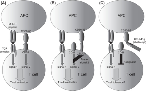 Figure 3 Mechanism of action of abatacept. Under normal circumstances, CD80/86 on antigen-presenting cells (APC) binds to CD28 on T-cells, providing a second signal resulting in T-cell activation following peptide / MHC recognition by the T-cell receptor (A). CTLA4, another receptor on the surface of T-cells, binds to CD80/86 with increased affinity, transmitting negative signals to the T-cell (B). Soluble CTLA4-Ig (abatacept) binds to CD80/86, preventing it from binding to CD28 (C). Copright © 2007 Blackwell Publishing. Reproduced with permission from Todd DJ, Costenbader KH, Weinblatt MT. 2007. Abatacept in the treatment of rheumatoid arthritis. Int J Clin Prac, 61:494–500.