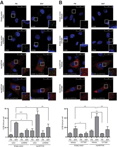 Figure 5. IKBKE is required for autophagy induced by the AKT transforming pathway. (a) Evaluation of autophagic flux by confocal microscopy analysis of MDA-MB-231 cells over-expressing an activated form of the AKT protein (myrAKT-HA) upon downregulation of endogenous IKBKE expression. Cells were subjected to immunofluorescence analysis. IKBKE downregulation was obtained by transfection of appropriate siRNA (scrambled siRNA as a negative control and a specific siRNA against human IKBKE, #679). Where indicated, samples were treated with 400 nM BAF for 4 h. In these representative images, LC3B is visualized in green, myrAKT-HA in red, and DAPI-stained nuclei in blue. LC3B positive dots were counted using a specific protocol by Volocity software (see graph in the lower panel). Scale bars: 25 μm. Results from one experiment, representative of 3 independent experiments (n = 3) are shown. (b) Evaluation of autophagic flux by confocal microscopy analysis of MDA-MB-231 cells over-expressing an activated form of the AKT protein (myrAKT-HA) upon pharmacological inhibition of IKBKE activity by the CYT387 drug (2 μM, 2 h). Cells were subjected to immunofluorescence analysis. Where indicated, samples were treated with 400 nM BAF for 2 h. In these representative images, LC3B is visualized in green, myrAKT-HA in red, and DAPI-stained nuclei in blue. LC3B-positive dots were counted using a specific protocol by Volocity software (see graph in the lower panel). Scale bars, 25 μm. Results from one experiment, representative of 3 independent experiments (n = 3) are shown. Asterisks were attributed as follows: *P < 0.05, **P < 0.01, ***P < 0.001.