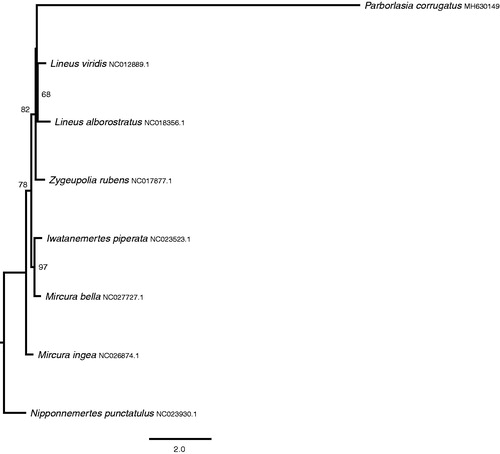 Figure 1. Maximum-likelihood tree with bootstrap support (1000 iterations) of concatenated amino acid sequences for 13 mitochondrial protein-coding genes in eight nemertean species (see text). Data were alignment in Mafft (Katoh and Standley Citation2013) and a PROTGAMMAAUTO model was employed in RAxML (Stamatakis Citation2014). Bootstrap values above 50% are shown on the tree. The hoplonemertean Nipponnemertes punctatula was used as the outgroup.