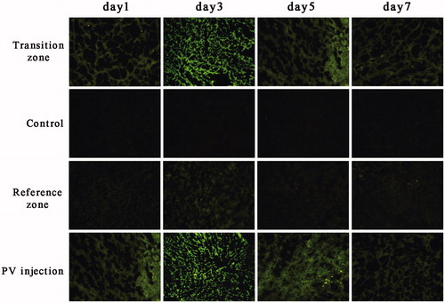 Figure 5. Fluorescence micrographs of GFP expressed in rat liver from PO days 1–7. Liver specimens were obtained separately for frozen section examination and were assessed under a fluorescence microscope. Magnification ×200.