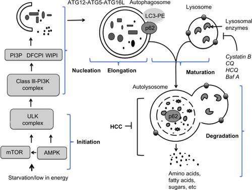 Figure 2 Molecular signaling pathway involved in autophagy.