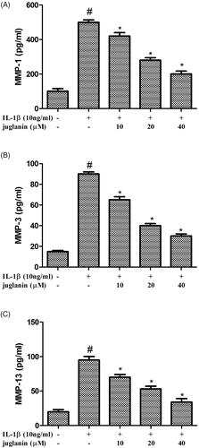 Figure 5. Juglanin decreased production of MMP-1, MMP-3 and MMP-13 in IL-1β-stimulated chondrocytes. The cells were pretreated with various concentrations of juglanin (10, 20 and 40 μM) for 2 h before subsequent IL-1β stimulation for 24 h. MMP-1, MMP-3 and MMP-13 concentrations were determined by ELISA kits. Data are expressed as mean ± SEM. All experiments were repeated three times. #p < .05 compared to control group. *p < .05 compared to IL-1β treatment group.