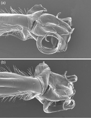 Figure 9. SEM photographs of the genital ligula of: (a) Philosina buchi, China, Gaungxi, near Longsheng, 2005, ventral view; (b) same lateral view. Photos: Dirk Gassmann.