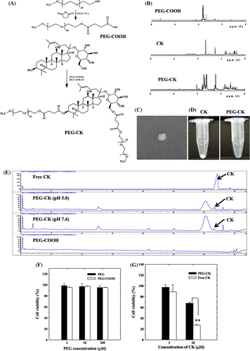 Fig. 1. Preparation and characterization of conjugates.Notes: (A) Synthetic route for preparation of PEG-CK conjugates; (B) 1H NMR spectra of PEG-CK conjugates and intermediates; (C) TEM image of PEG-CK conjugate; (D) Solubility of free CK and PEG-CK conjugates in water; (E) pH-dependent release of CK from conjugates as determined by HPLC; (F) In vitro cytotoxicity of PEG, PEG-COOH; and (G) In vitro cytotoxicity of CK and PEG-CK. Error bars represent standard deviation (n = 3). **p< 0.01 vs. free CK.