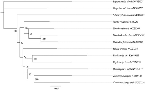 Figure 1. Phylogenetic relationships based on the 13 mitochondrial protein-coding genes sequences inferred from IQtree. Numbers on branches are bootstrap values.