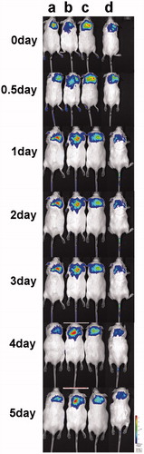 Figure 5. In vivo fluorescence imaging: the retention property of mice after administration of different formulations containing FITC-BLM A6 for 0–5 d (n = 4).