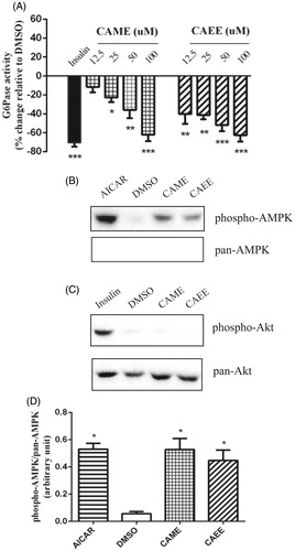 Figure 2. CAME and CAEE inhibit G6Pase by mechanisms involving activation of AMPK. (A) H4IIE hepatocytes were treated for 16 h with several concentrations (12.5, 25, 50 and100 μM) of either CAME or CAEE and G6Pase activity was determined colorimetrically using a commercial glucose assay kit as described under Materials and Methods. Data are expressed relative to vehicle control (0.1% DMSO, 0% inhibition). Insulin (100 nM) applied for similar treatment period served as the positive control. (B and C) Cells were treated with the optimal nontoxic concentration of either CAME, CAEE (50 μM each), or DMSO (0.1%) for 18 h, insulin (100 nM), AICAR (1 mM) applied for 30 min served as the positive controls. (B) The upper blot was probed with anti-phospho-AMPK antibody (Thr 172) and the lower blot was probed with anti-pan AMPK. (C) Blots were probed with antibodies against phospho-Akt (Ser 473) or pan-Akt. Immunoblots are representative of three independent experiments with similar results. (D) Data are expressed as phospho-AMPK/pan-AMPK and are given as mean ± SEM from 3 experiments. *p < 0.05 indicates a significant difference, **(p < 0.01), ***(p < 0.001) from the vehicle control group.