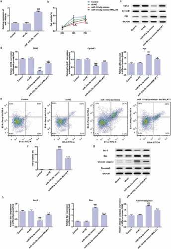 Figure 6. MiR-181a-5p overexpression inhibits proliferation and promotes apoptosis of myeloma cells. (a) The transfection effect was assessed by RT-qPCR. ***P < 0.001 vs. control group. ###P < 0.001 vs. sh-NC group. (b) The effect of miR-181a-5p overexpression on cell proliferation was determined by CCK-8 assay. *P < 0.05 and **P < 0.01 and ***P < 0.001 vs. control group. #P < 0.05 vs. sh-NC group. ∆P < 0.05 vs. miR-181a-5p mimics group. (c/d) The proliferation related proteins (CDK2, cyclinE1, and P21) were detected by Western blot. ***P < 0.001 vs. control group. ###P < 0.001 vs. sh-NC group. ∆P < 0.05 vs. miR-181a-5p mimics group. ∆∆P < 0.01 and ∆∆∆P < 0.001 vs. miR-181a-5p mimics group. (e/f) The cell apoptosis rate was determined by flow cytometry analysis. ***P < 0.001 vs. control group. ###P < 0.001 vs. sh-NC group. ∆∆∆P < 0.001 vs. miR-181a-5p mimics group. (g/h) The apoptosis related proteins (Bcl-2, Bax, and cleaved caspase3) were detected by Western blot. ***P < 0.001 vs. control group. ###P < 0.001 vs. sh-NC group. ∆∆P < 0.01 and ∆∆∆P < 0.001 vs. miR-181a-5p mimics group