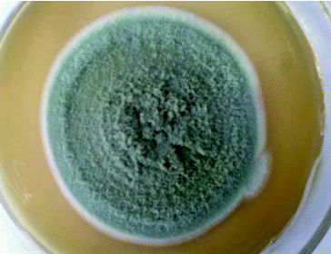 Figure 1. Colony of endophytic fungus BS002.