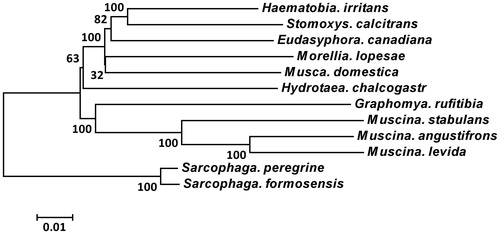 Figure 1. Phylogenetic analyses were constructed using Neighbor-joining inference methods based on complete mitogenome sequences, with two Sarcophagidae species as outgroup. Numbers at nodes are bootstrap values. Evolutionary distance divergence scale bar is 0.01.