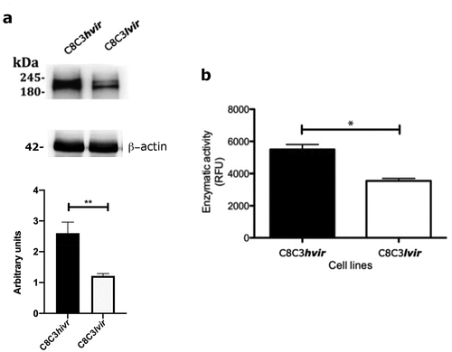Figure 10. Trans-sialidase expression in T. cruzi C8C3hvir and C8C3lvir cell lines. (A) Trans-sialidase expressionin C8C3hvir and C8C3lvircell lines. Densitometric analysis of immunoblots were performed using b actin as loading control. The results are represented as the mean + SEM of five independent experiments. ** P = 0.029 vs corresponding control; Student’s t-test. (B) Trans-sialidase activity of trypomastigotes from C8C3hvir and C8C3lvir T. cruzi cell lines. All assays were performed in triplicate. * P < 0.01;Student’s t-test.