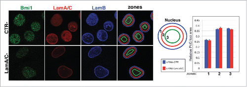 Figure 2. Intra-nuclear localization of PcG proteins depend on Lamin A/C. (A) Representative confocal microscopy images of C2C12 myoblasts transfected with indicated siRNA. PcG foci distribution is evaluated in a 3-zone assay using the focal plane in which the PcG foci have the highest intensity. Each cross-section was divided into 3 concentric zones of equal surface. A random distribution gives 33% per zone. (B) Quantification of PcG distribution described in.Citation27 PcG foci area in the indicated zone relative to total area of PcG foci measured in the whole nucleus. The average in the graph corresponds to the quantification of 4 independent experiments. n > 352.