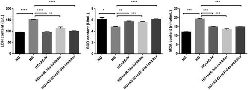 Figure 4. The effect of AS-IV on oxidative stress factors in HG-damaged H9C2(2-1) cells. X axis: different intervention groups of H9C2(2-1) cells; Y axis: LDH, MDA and SOD contents in cell culture supernatant; *p < .05, **p < .01, ***p < .001.
