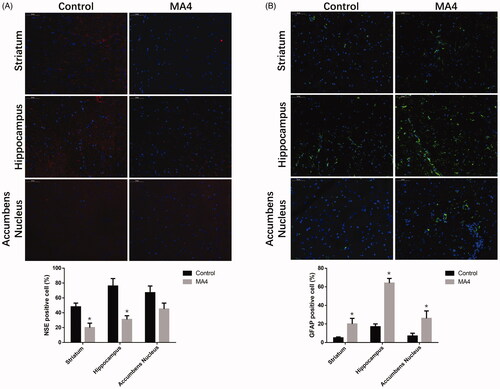 Figure 2. The effects of METH on neuron differentiation by immunofluorescence. The NSE positive cells decreased (A) while GFAP positive cells (B) increased in the striatum, hippocampus, and NAc after METH treatment.