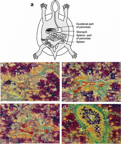Figure 1. (a) Showing a schematic diagram of the localization of the pancreas in Lissemys turtles. Sections of the splenic lobe of turtle pancreas, stained by AFT method, under light microscope showing: (a1 ) endocrine cells (A, B with arrows) with lightly stained fine cytoplasmic granules and exocrine cells (exc) with intensely stained large cytoplasmic granules. A small B-cell islet [B(I) with arrow] predominantly with B-cells, surrounded by a thin layer of greenish connective tissue (ct) (arrow) near the blood capillaries (bc); B-cells with fine blue cytoplasmic granules and A-cells with very fine orangeophilic cytoplasmic granules. B-cells in small islet [B(I)] or in small group [B(G)], and A-cells freely or in small group A(G). (b) Both B- and A-cells in small groups. One D-cell with scanty bluish-green cytoplasmic granules intermingled with orangeophilic A-cells (arrows) in the splenic lobe of the pancreas of turtle. Profuse quantity of green stained collagenous tissue (ct) associated with blood capillaries (bc). (c) One A-cell islet surrounded by green stained collagenous tissues (ct) showing mostly orangeophilic A-cells and one transforming endocrine cell (TEC (?)) with abundance of large orange–blue granules, compared to blue large granules in the exocrine cells (exc) of the pancreas. (d) One small A-islet (between the arrows) with exclusively orangeophilic granules within the epithelium of the pancreatic duct (dt) with lumen (l) surrounded by huge quantity of green stained collagenous tissue (ct). Scale bars: a1–d, 20 μm.