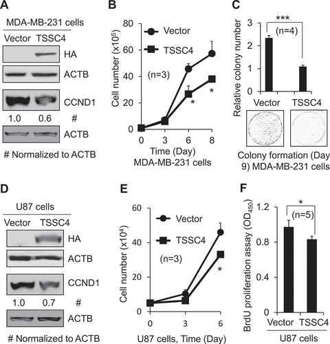 Figure 2. Overexpression of TSSC4 inhibited cell growth. Vector alone (HA) and TSSC4 (TSSC4-HA) were transfected into MDA-MB-231 and U87 cells and stable cell lines were generated, respectively. (A–C) Cell growth in MDA-MB-231 cells. (D–F) Cell growth in U87 cells. (A, D) TSSC4 overexpression and expression of the proliferation marker CCND1 were demonstrated by western blot. HA tag antibody was used to detect TSSC4 (TSSC4-HA). ACTB was used as a loading control. (B, E) Cell growth was measured by counting the numbers of cells. (C) Cell growth was measured by counting the numbers of colonies formed by individual cells with example images of colonies shown. (F) Cell proliferation was measured by BrdU incorporation assay (OD450).